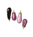 Eggplant